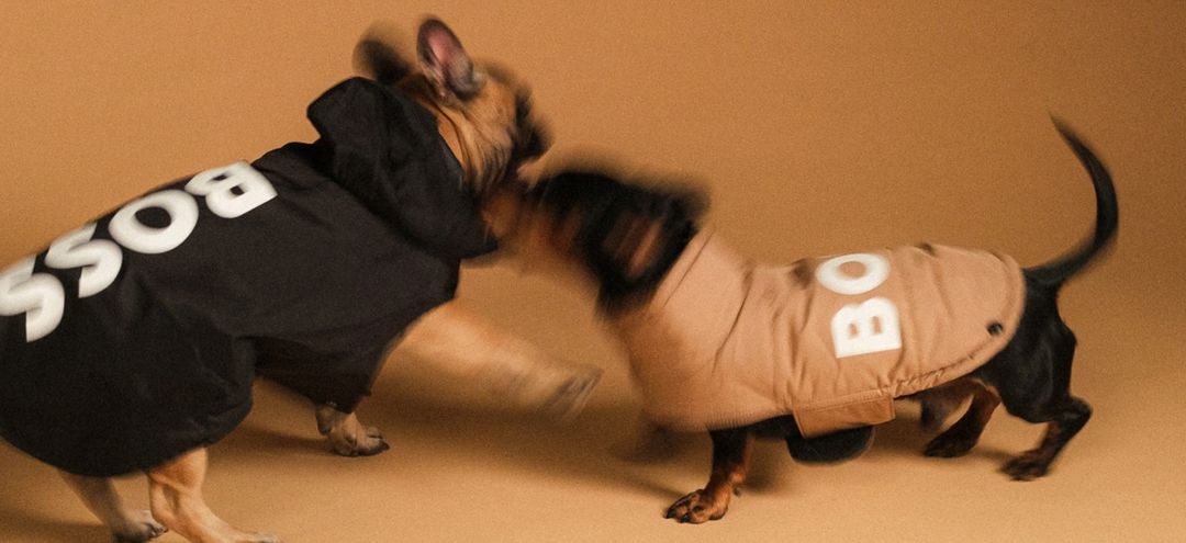 Dogs by BOSS